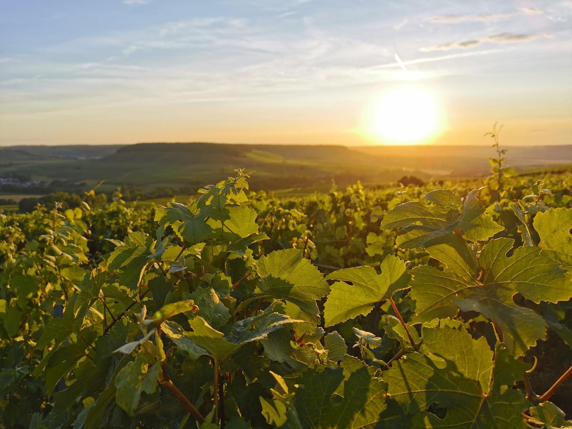 Hostellerie Briqueterie & Spa Champagne Vinay  Bagian luar foto Vineyards in the Moselle region